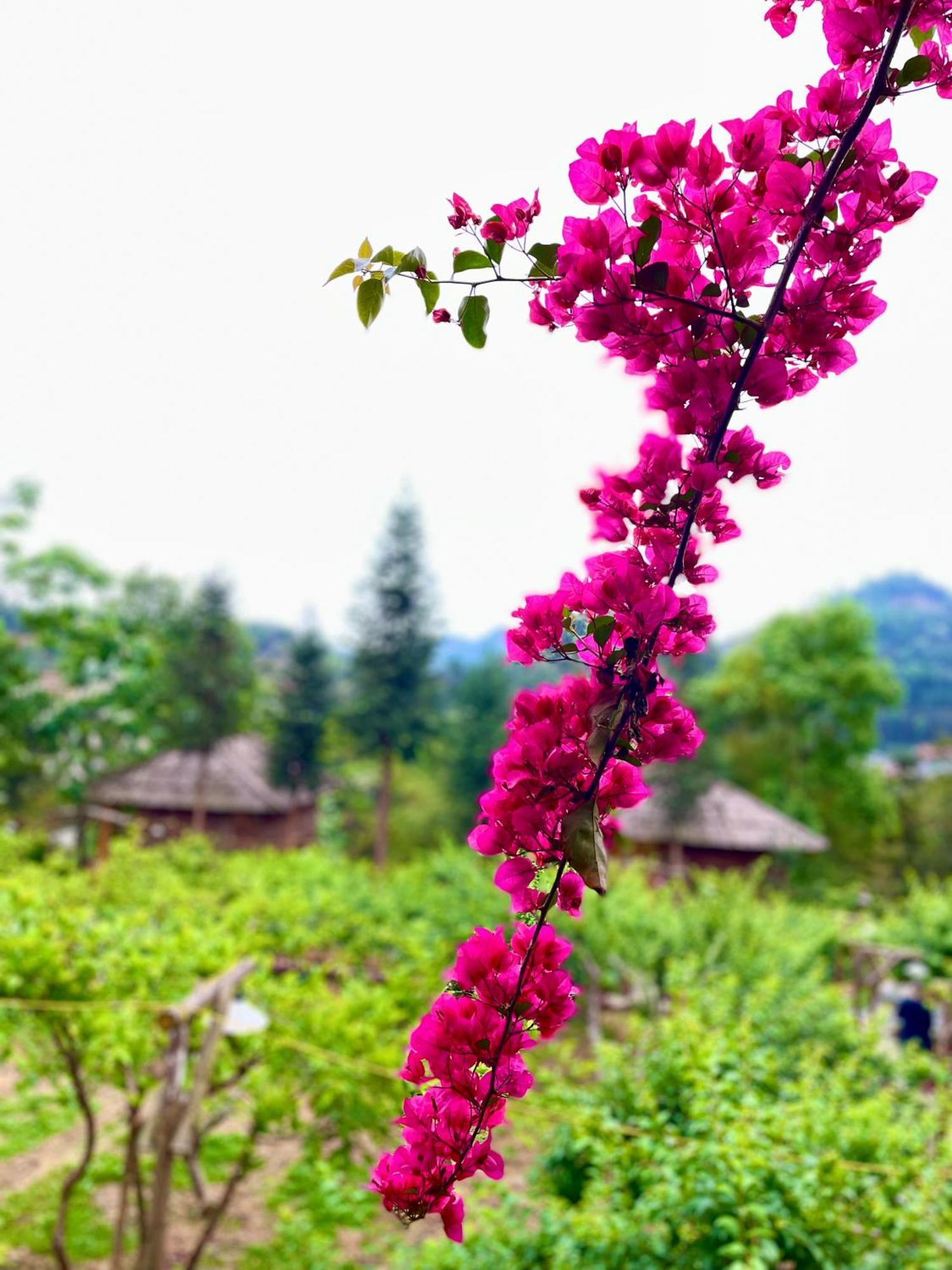 So H'Mong Homestay Бакха Экстерьер фото
